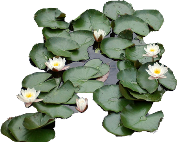 Waterlily Zps564ab4c4 - Water Lily (640x480), Png Download