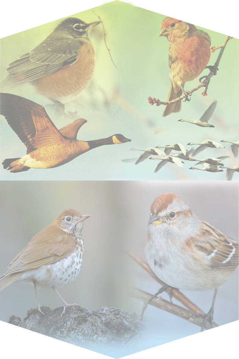 American Robins - House Wren (799x1200), Png Download