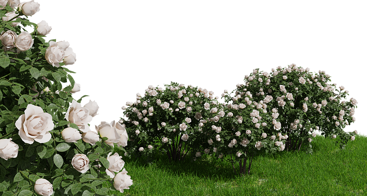 Rose Bush - Floribunda (1200x640), Png Download