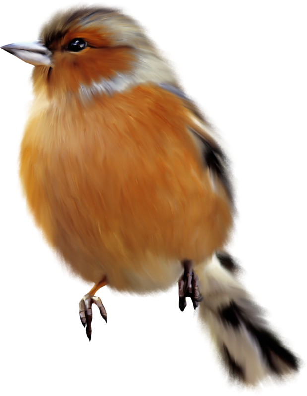 Фотки Bird Clipart, Cute Clipart, Bird Crafts, Magic - Chapéu De Para Passarinhos (619x800), Png Download