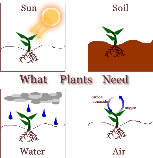 Second Grade Leonor Del Álamo - Needs Of A Plants (576x576), Png Download