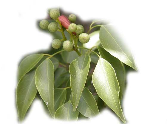 1 (600x600), Png Download