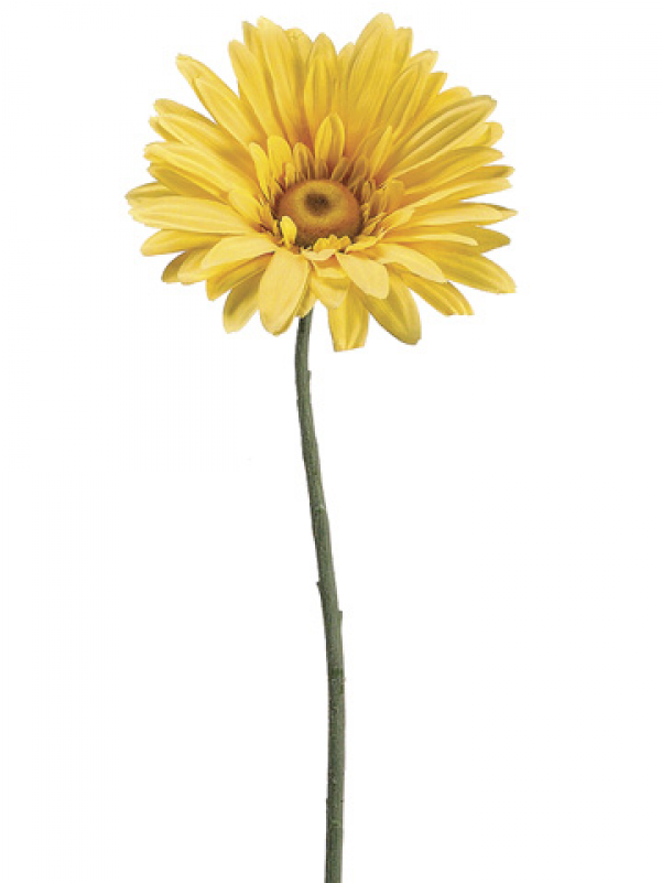 39" Jumbo Gerbera Daisy Spray Yellow - English Marigold (800x800), Png Download