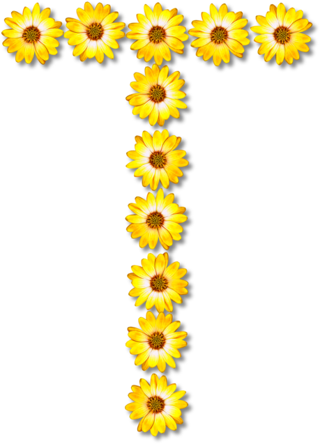 Common Sunflower Letter Daisy Family Petal - Daisy Flower Alphabet (537x750), Png Download