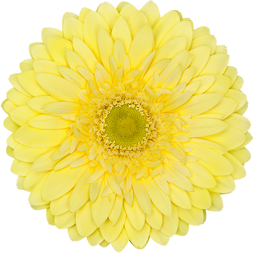 Color, Yellow - Silver 25th Anniversary Logo (600x600), Png Download