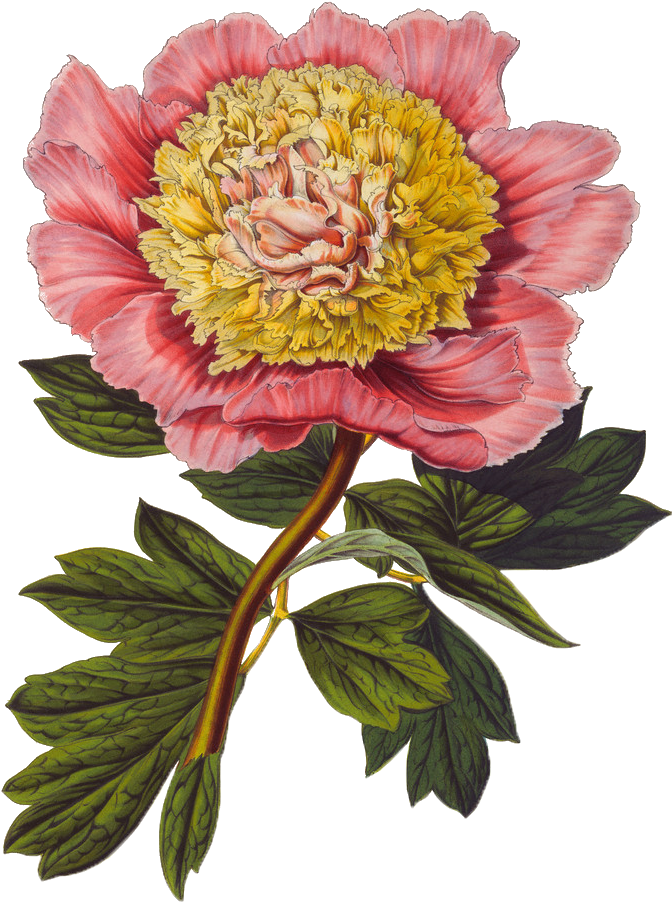 Gongbi Floral Flowers Background Material - Botanical Illustration Flowers (1000x1000), Png Download