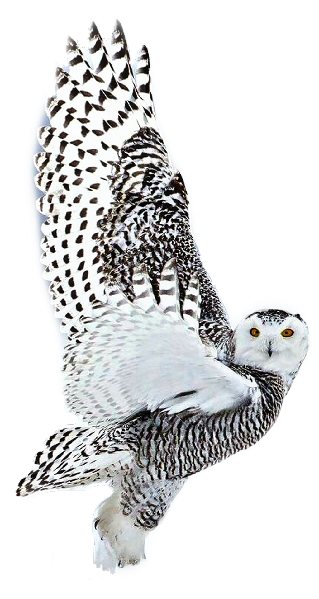 White Sticker - Hd Mobile Wallpapers Wildlife (1024x1924), Png Download