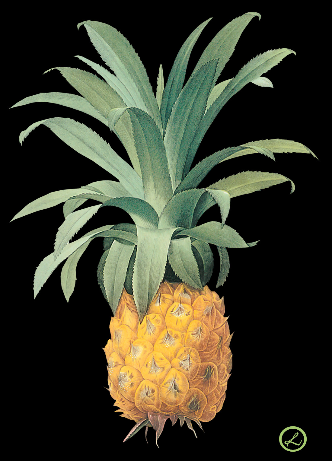 Pineapple (1100x1528), Png Download