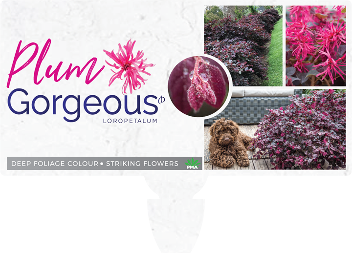 Find A Supplier - African Daisy (720x518), Png Download