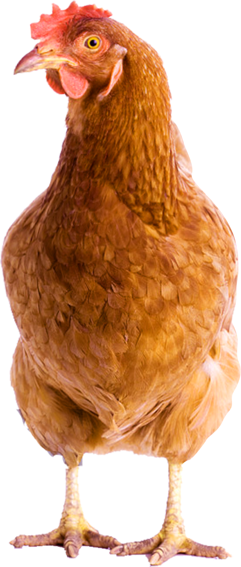 Download - Portable Network Graphics (2048x2048), Png Download