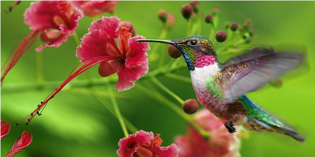Jamaica, Trinidad &tobago Listed Among Destinations - 4k Flower With Hummingbird (1100x384), Png Download