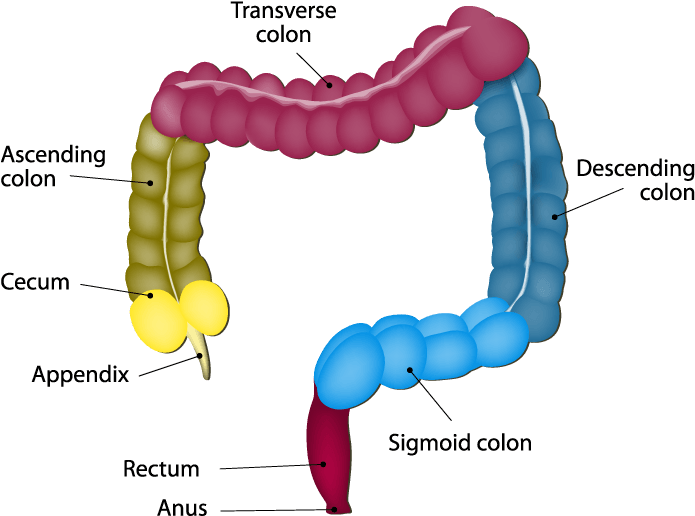 Anatomy Of The Intestines - Part Of The Colon (700x528), Png Download