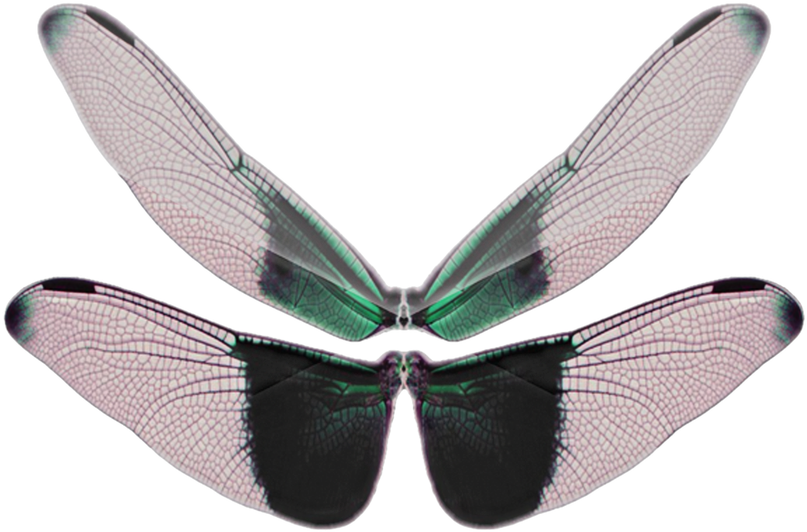 Wings - Png Pictures - Butterfly Wings (814x800), Png Download