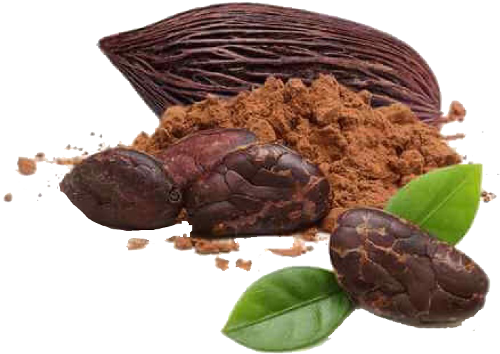 Cacao Y Chocolate Png (800x575), Png Download
