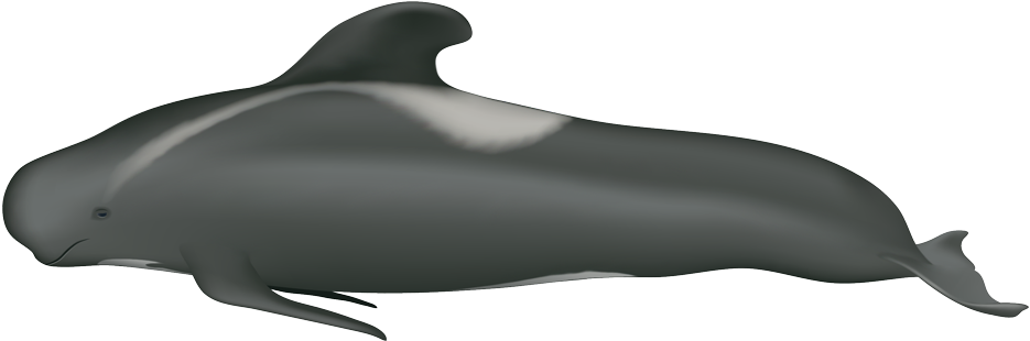 Pilot Whale (960x340), Png Download