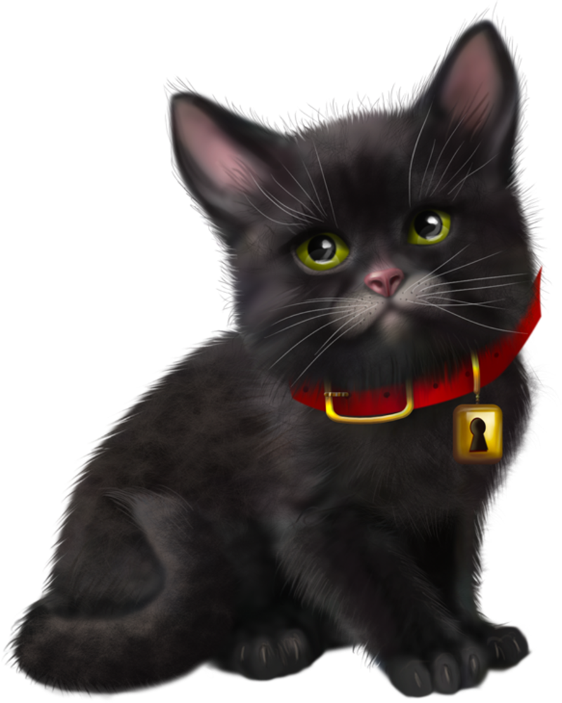 Magic Cat, Gifs, Cat Art, Tube, Cute Cats, Dog Cat, - Tubes L Animaux (800x1001), Png Download