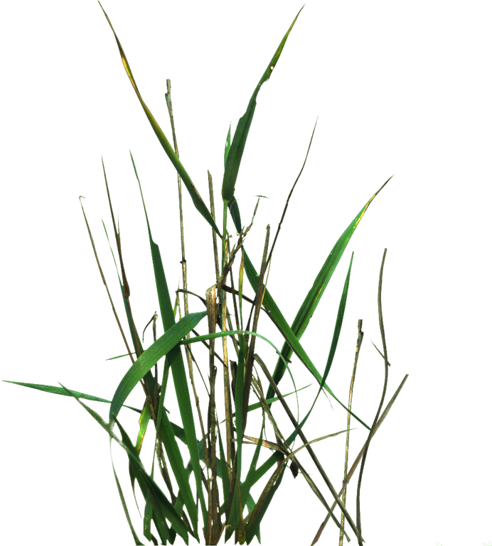 Grass With - Portable Network Graphics (768x768), Png Download