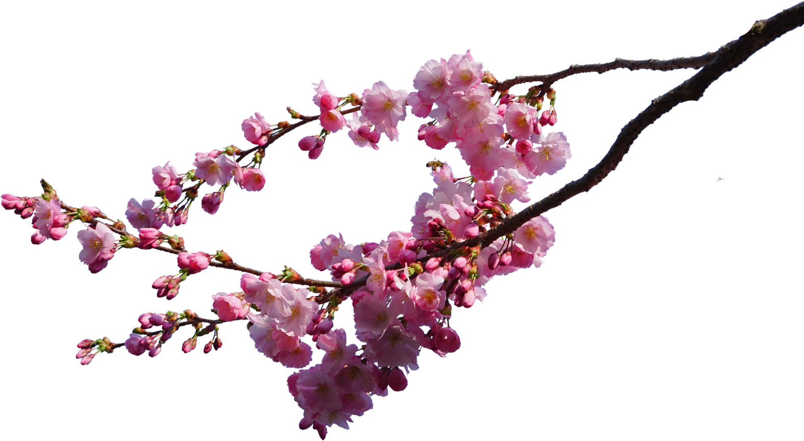 Cherry Blossom Png Image - Cherry Blossom Tree PNG image free download ...