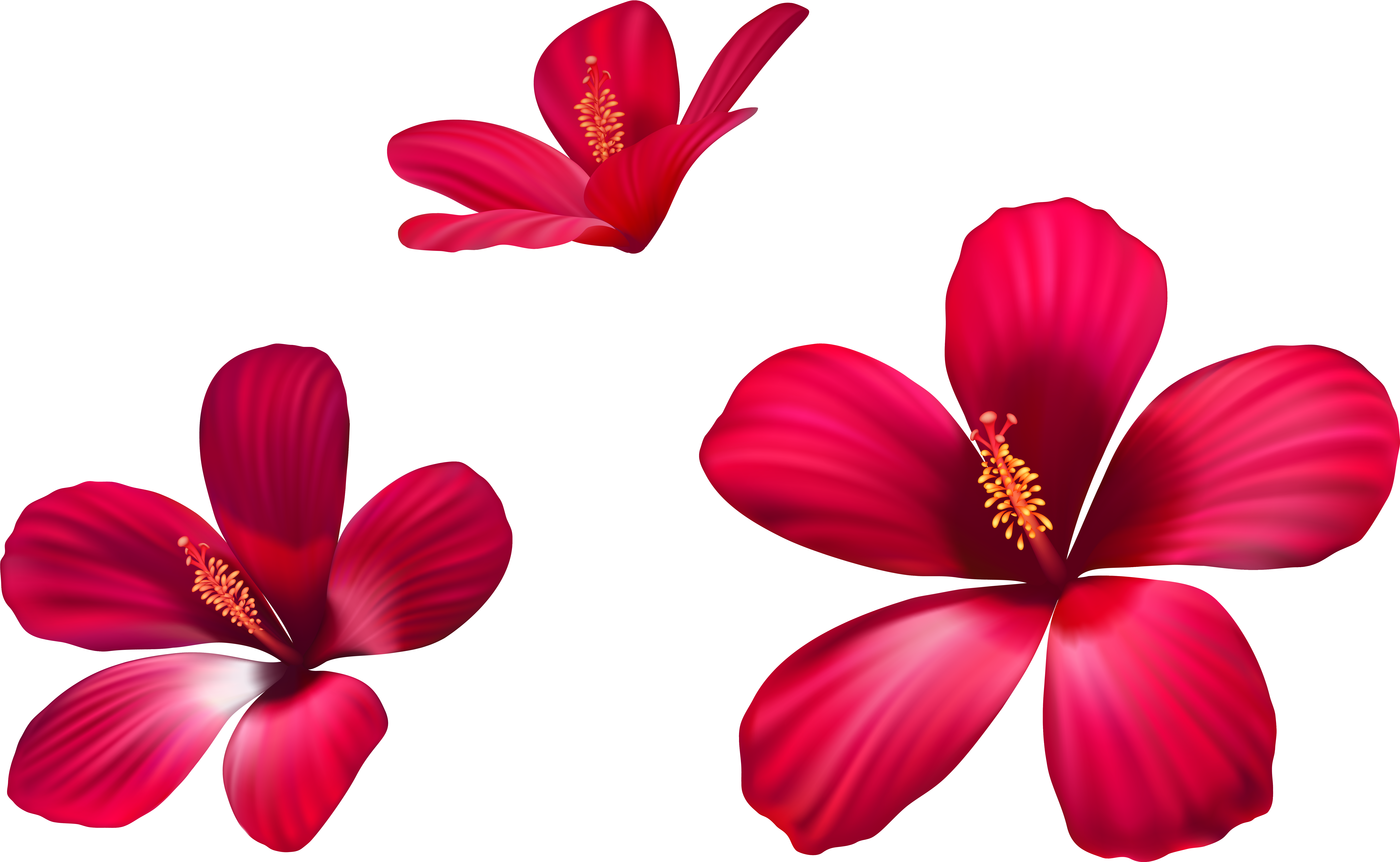 Pink Flowers Png (8747x5601), Png Download