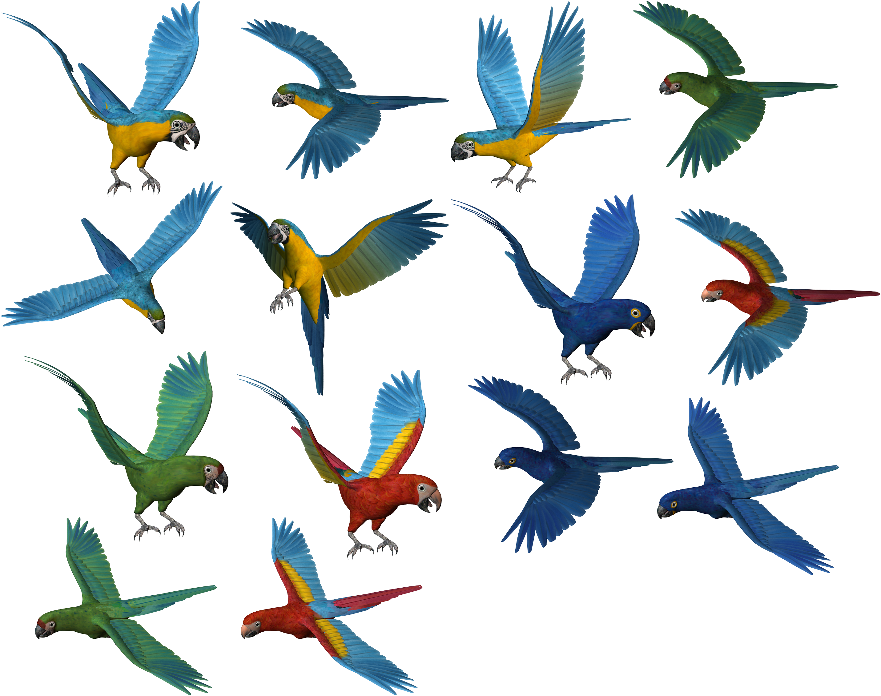 Parrots Png (2980x2434), Png Download