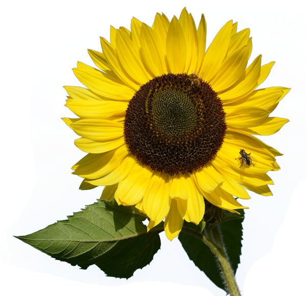 Transparent Pictures Free Icons - Sunflowers Watercolor Clipart Free (600x600), Png Download