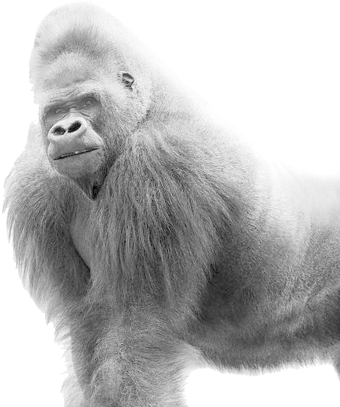Gorilla Png (900x600), Png Download
