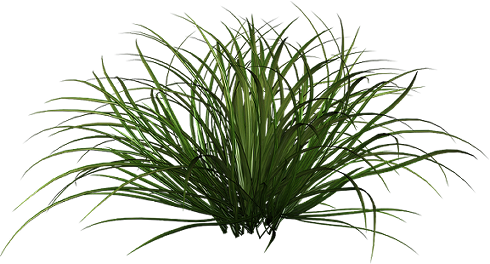 Tall Grass Png - Ornamental Grass Png (490x264), Png Download