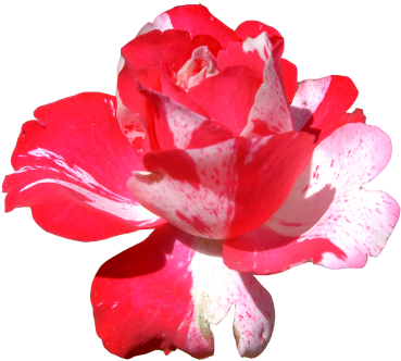 Pink Flowers Png Hd Photo - كلام عن النصاءح (400x380), Png Download