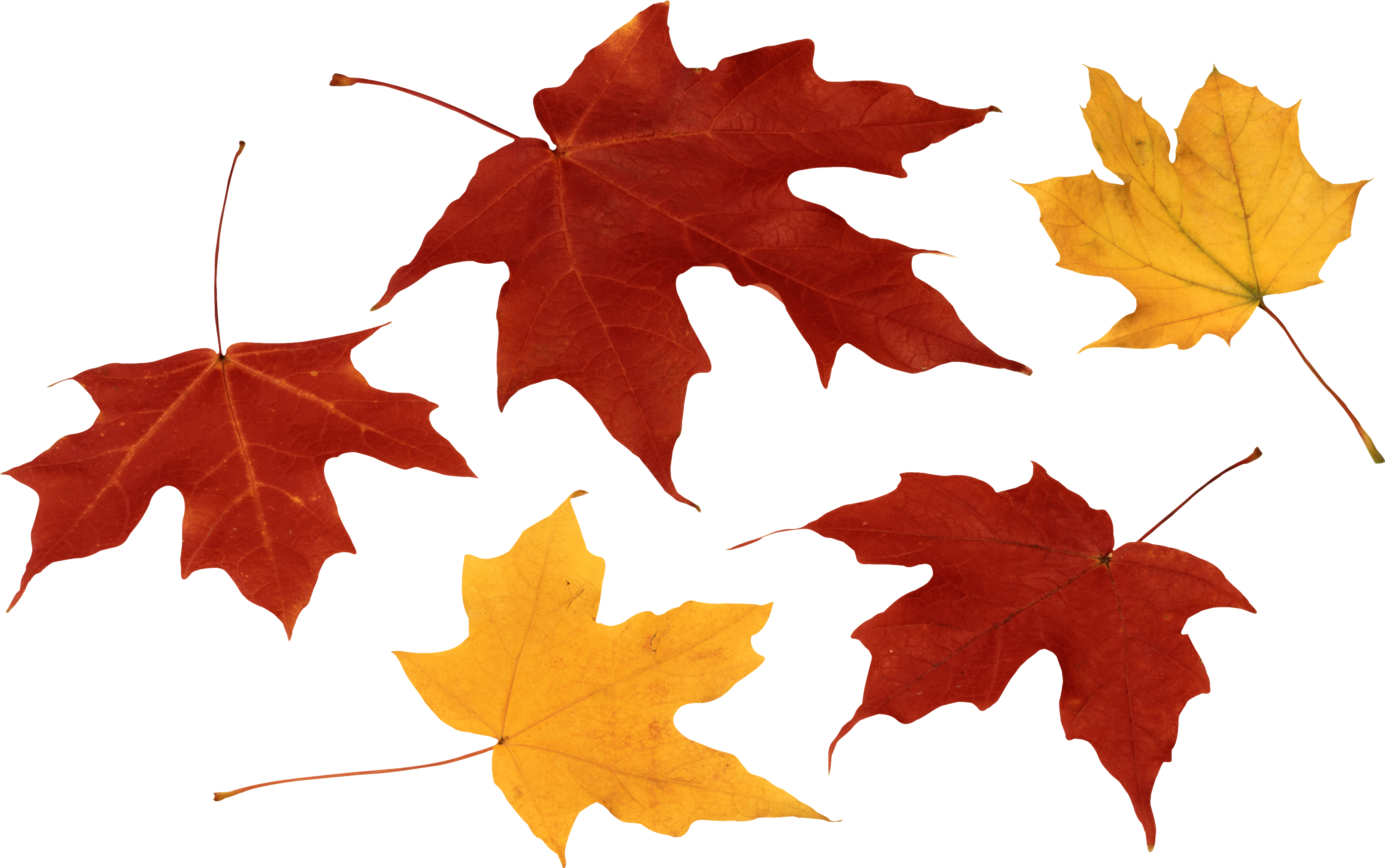 Leaves Png (3784x2372), Png Download