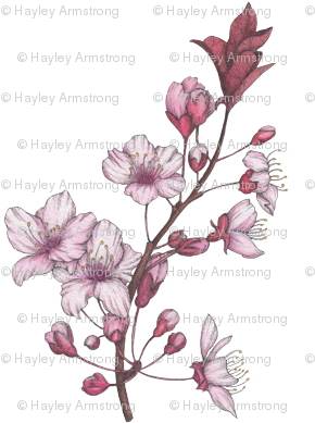 Cherry Blossom Spring Florals - Illustration (300x400), Png Download