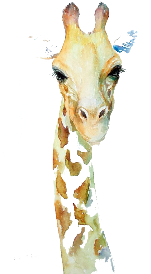 Northern Giraffe Watercolor Painting Art Drawing - Aquarelle Girafe (570x887), Png Download