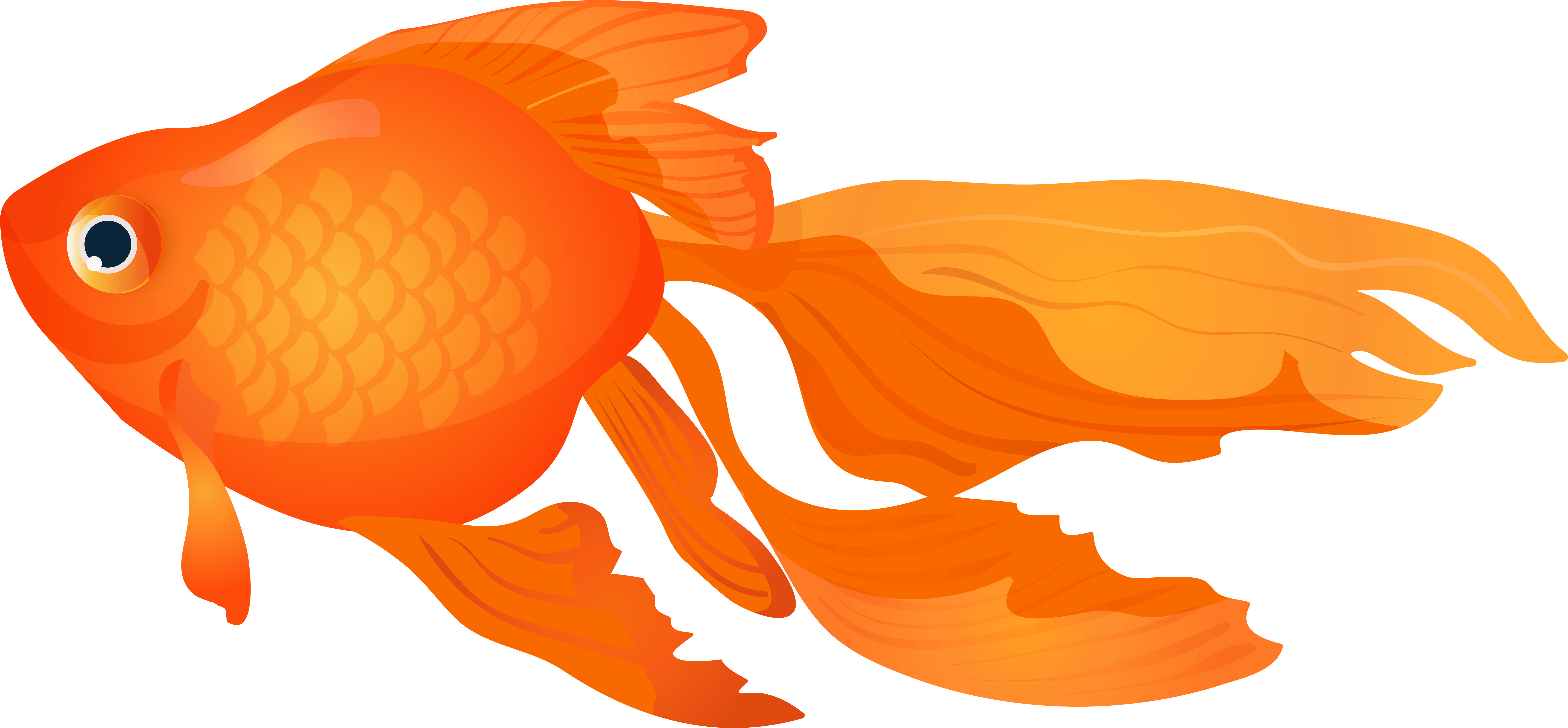 Goldfish Png (8000x3750), Png Download