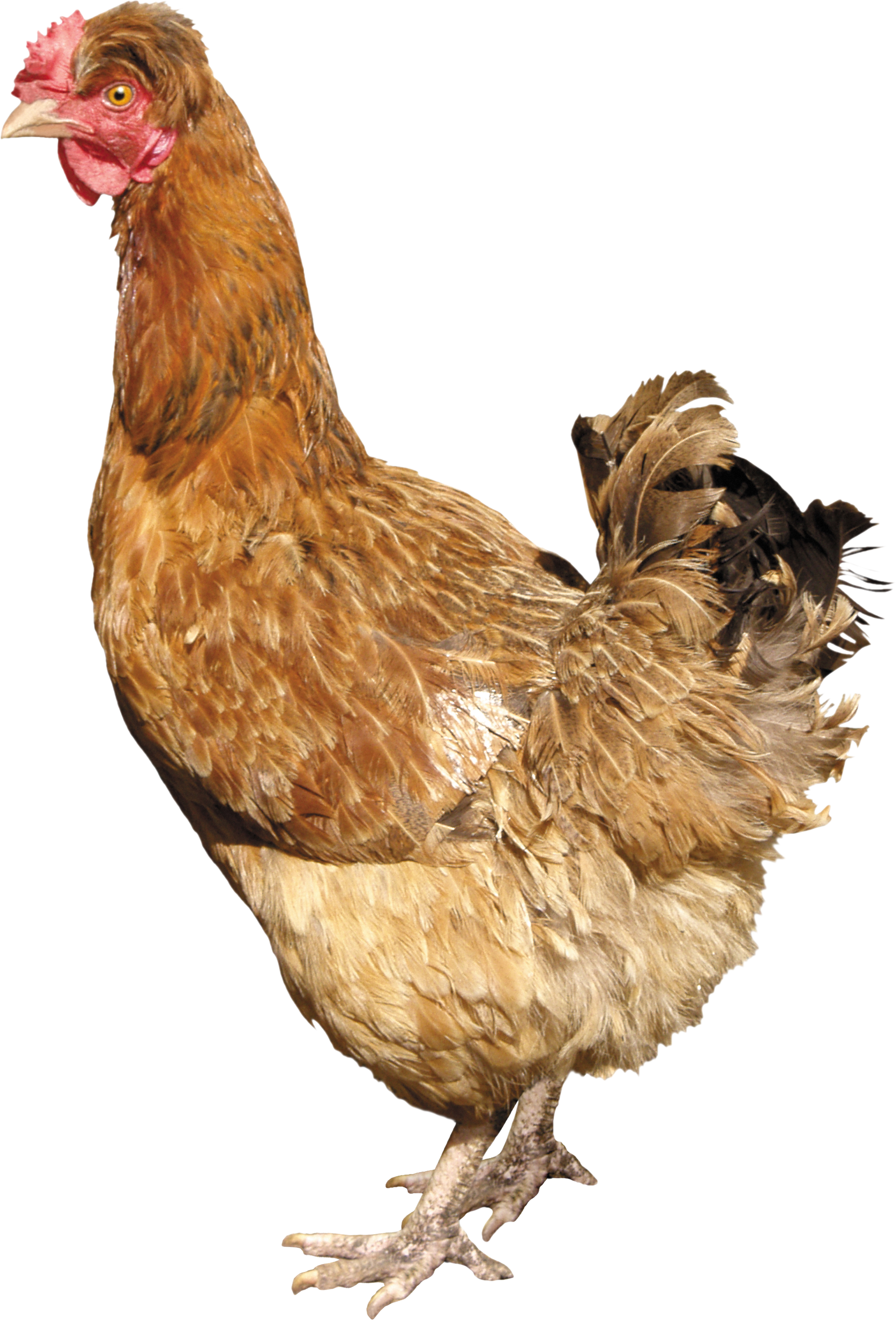 Chicken Png Hd - Chicken Png (695x1024), Png Download