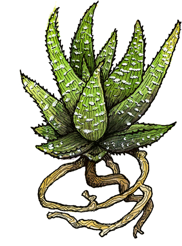 Terraium And Two Spot Illustrations - Terrarium Watercolor Png (600x600), Png Download