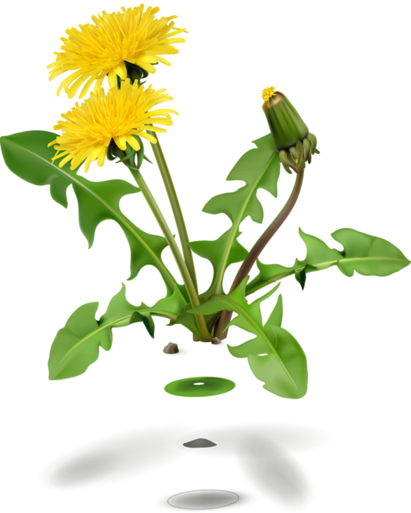 Dandelion Plant (600x749), Png Download