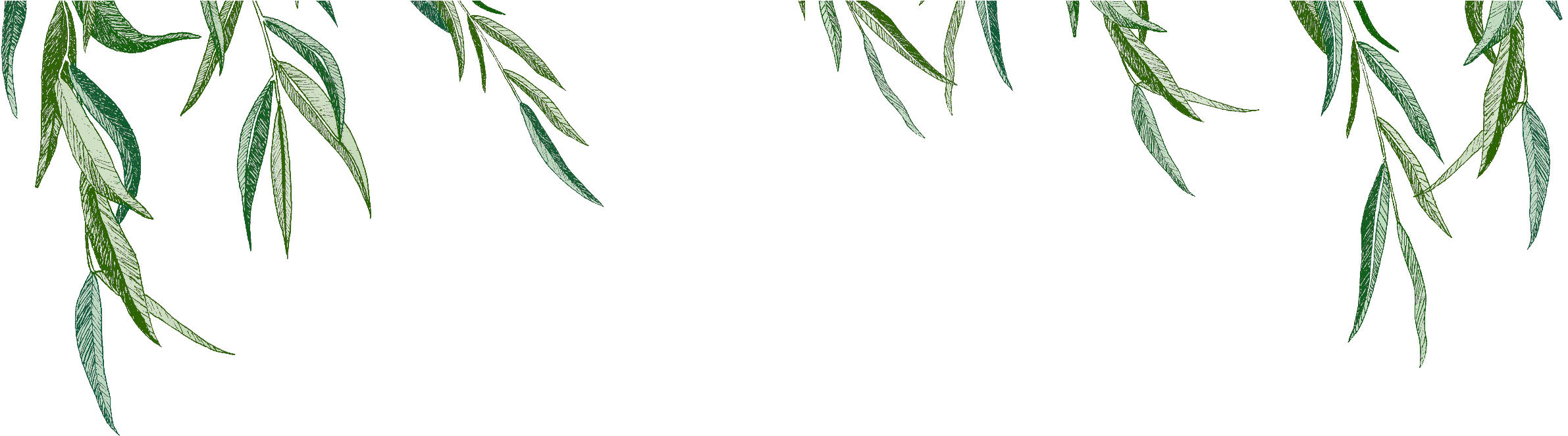 Woolgathering & Wildcrafting - Russian Olive (3000x742), Png Download