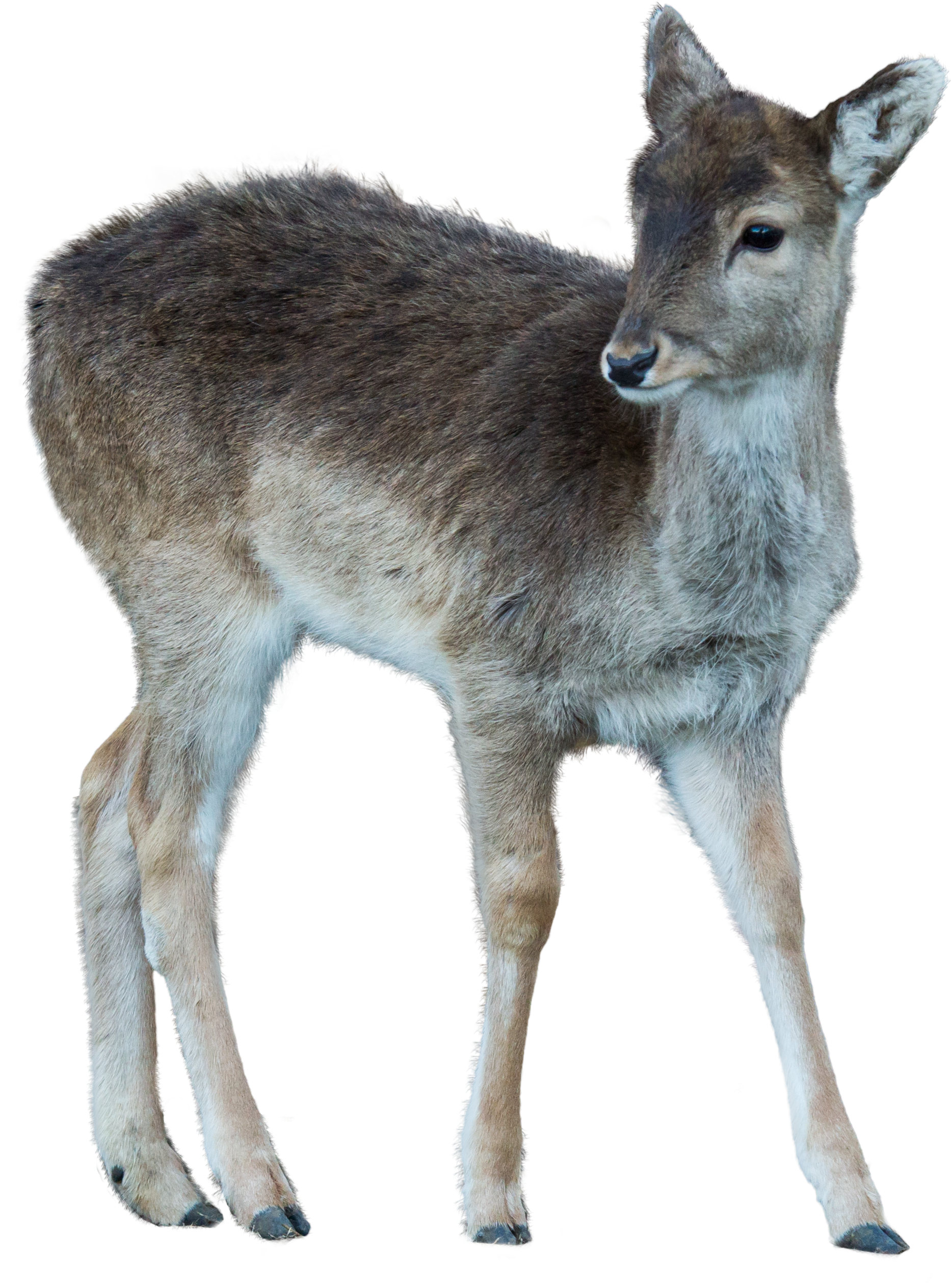 Wild Animals Vol 1 Png Overlays (2396x2641), Png Download