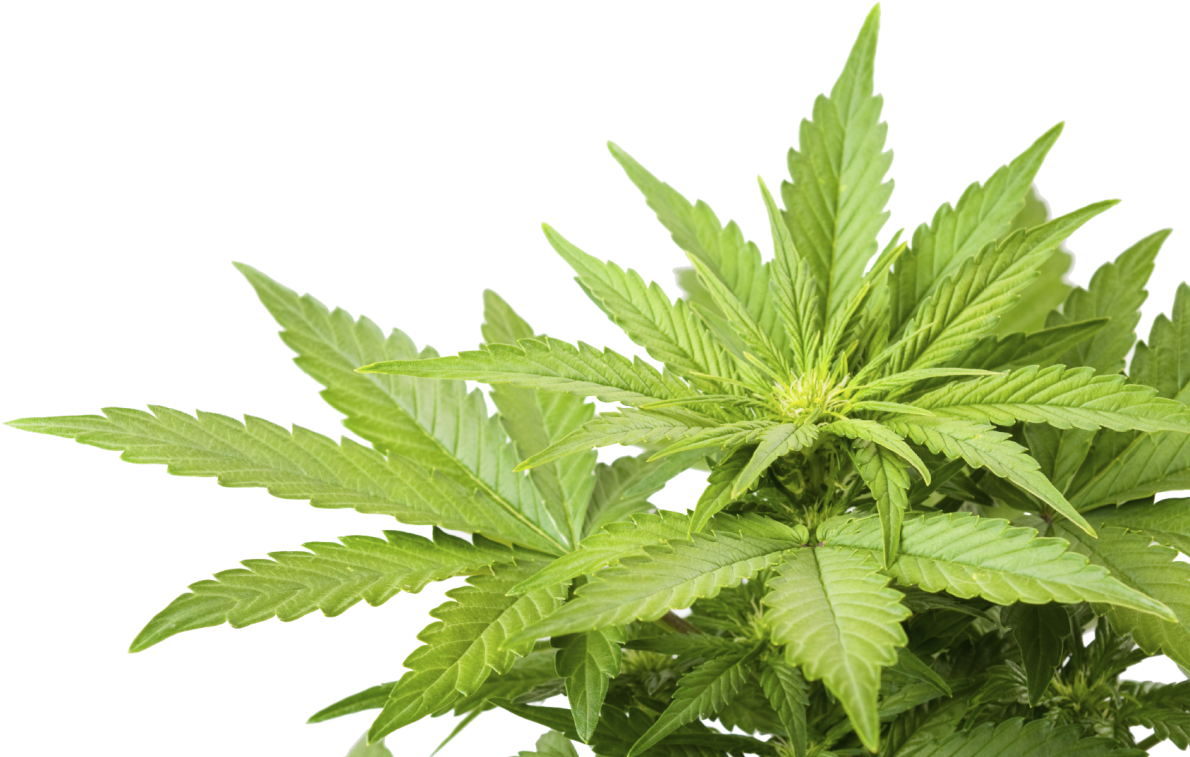 1503425987cannabis Weed Marijuana Leaf Png - Cannabis Png (1200x796), Png Download