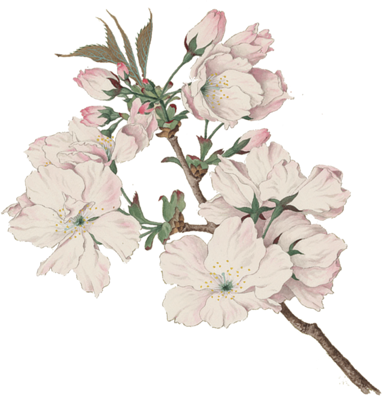 Tart Cherry Blossoms - Ariake - Daybreak - Vintage Japanese Watercolor (772x800), Png Download