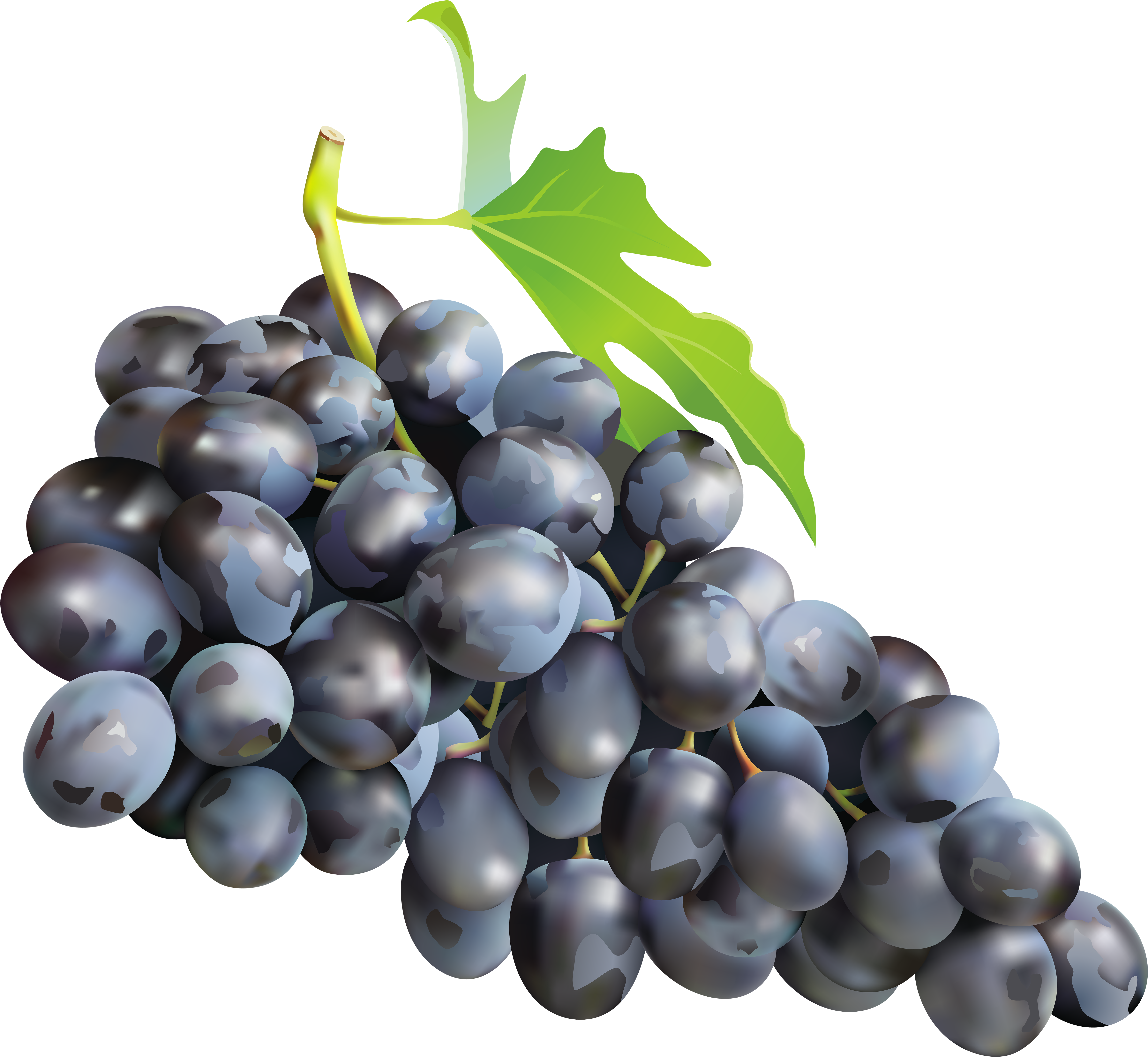Black Grapes Png Clip Art Image - Grapes Png (600x552), Png Download