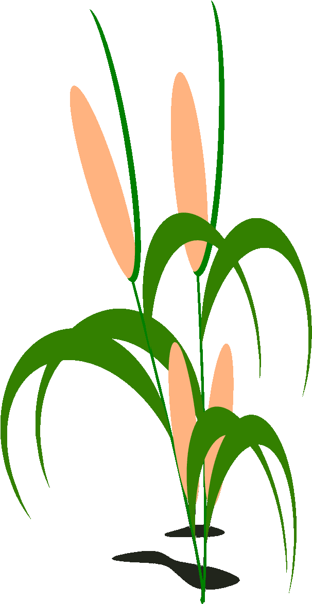 Cornfield Drawing Watercolor Image Transparent Library - Clip Art (720x1280), Png Download