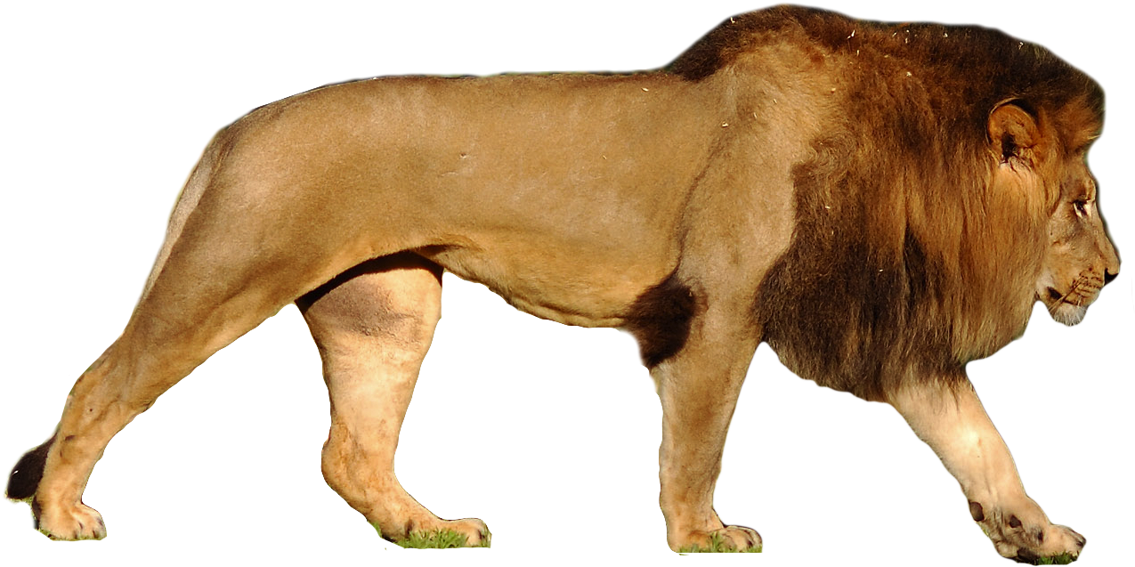 Lion Png - Lion Vs Polar Bear Size (1281x643), Png Download
