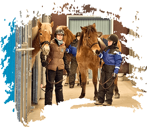 Arctic Horse Center - Snow (500x450), Png Download