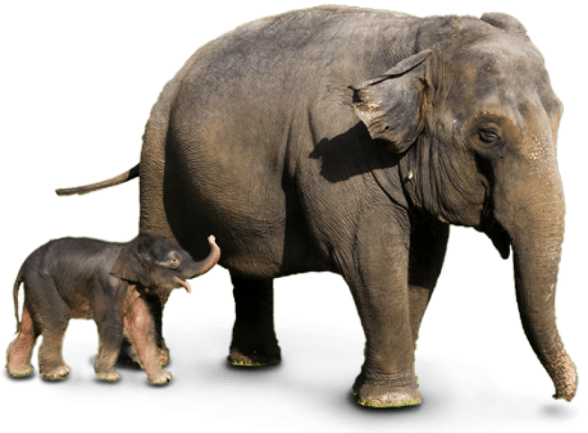Free Png Elephant Png Images Transparent - Wild Elephant Png (850x626), Png Download