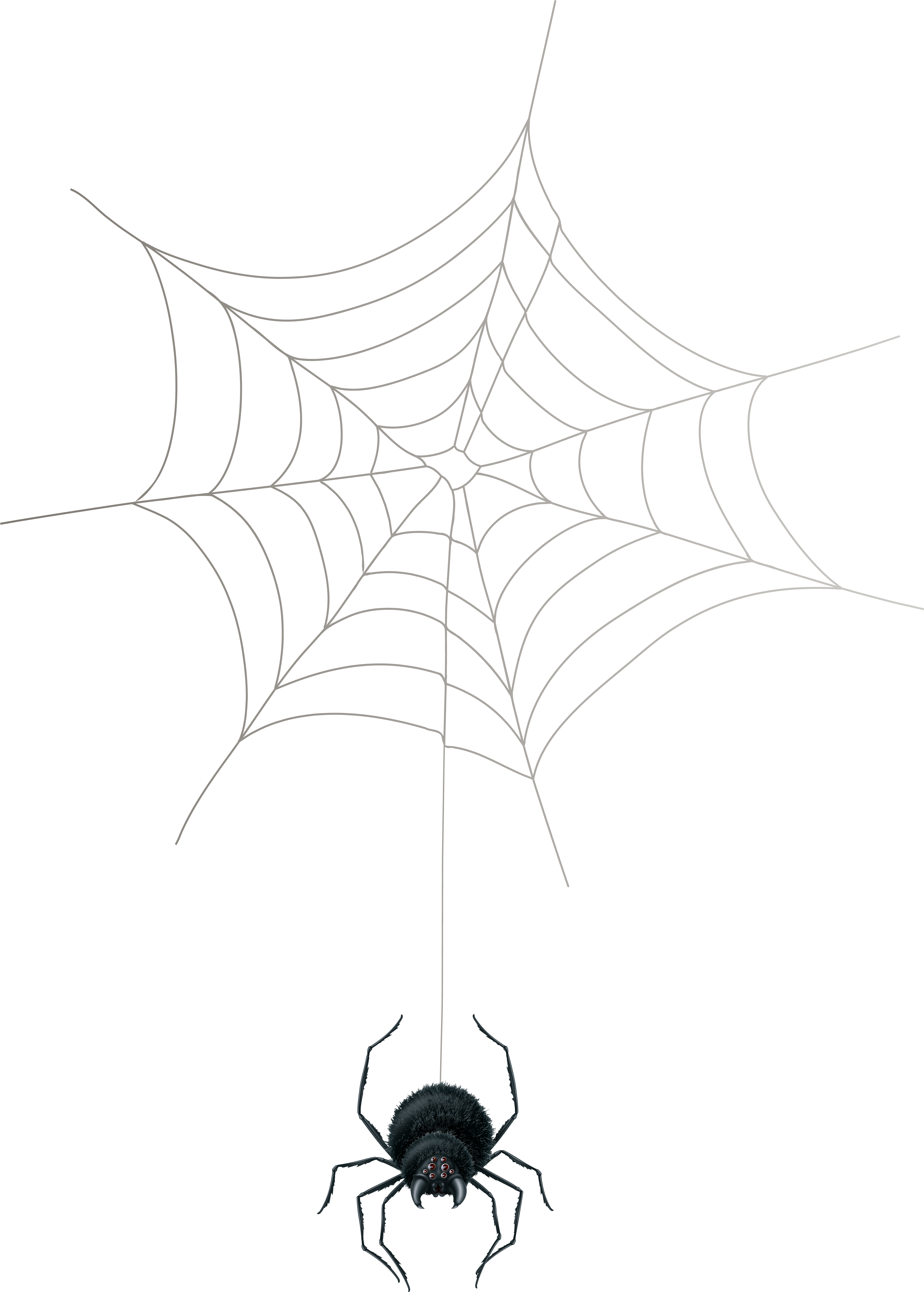 Spider Png (5667x8000), Png Download