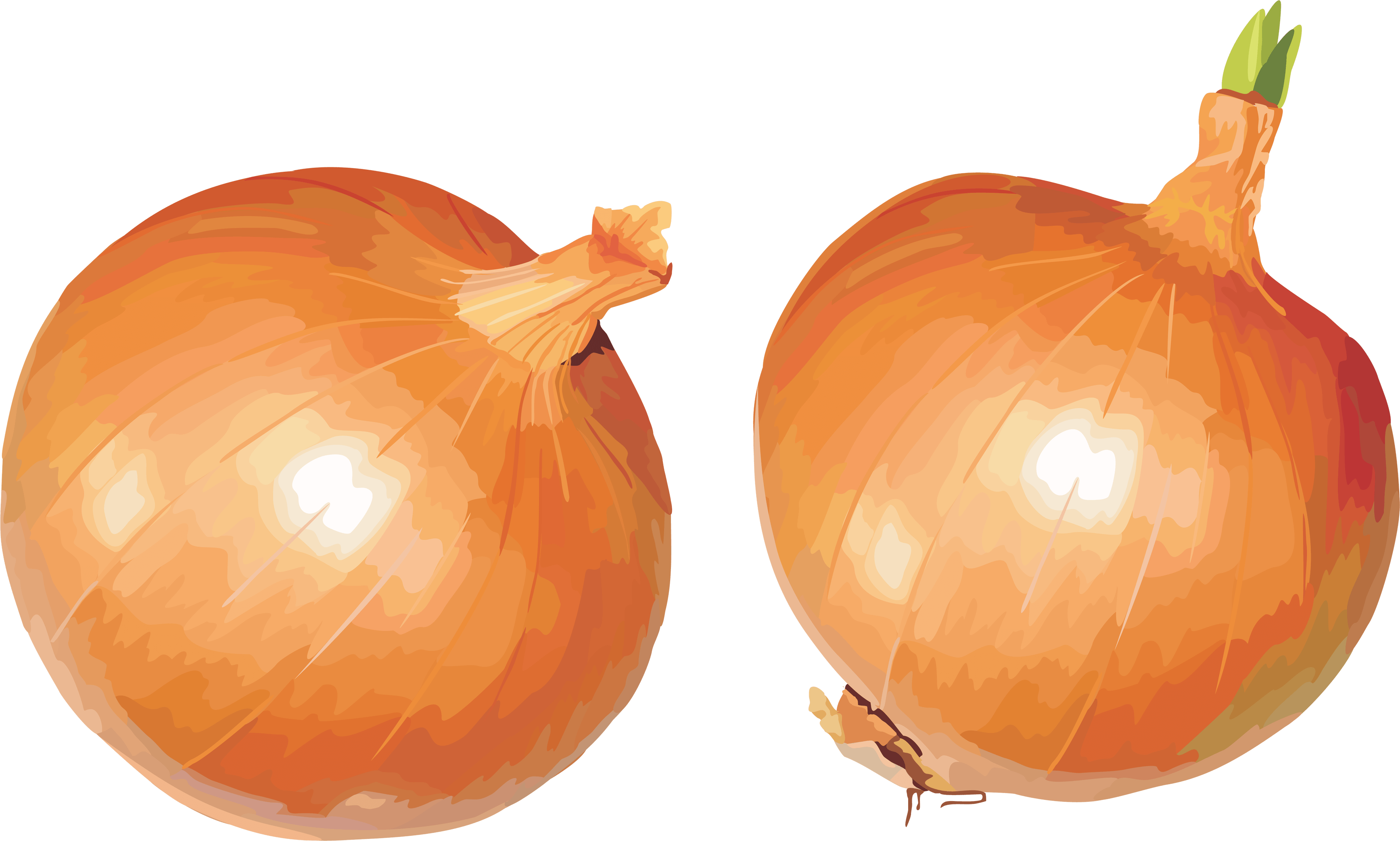 Onion Png3827 - Transparent Background Onion Clipart (3470x2086), Png Download