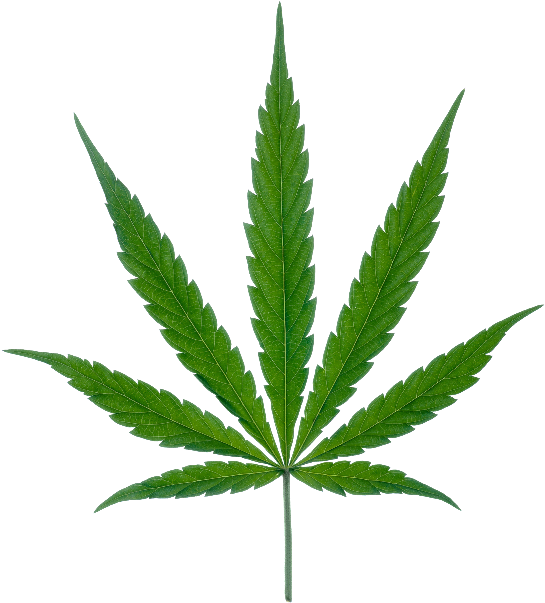 Weed Png (1988x2210), Png Download