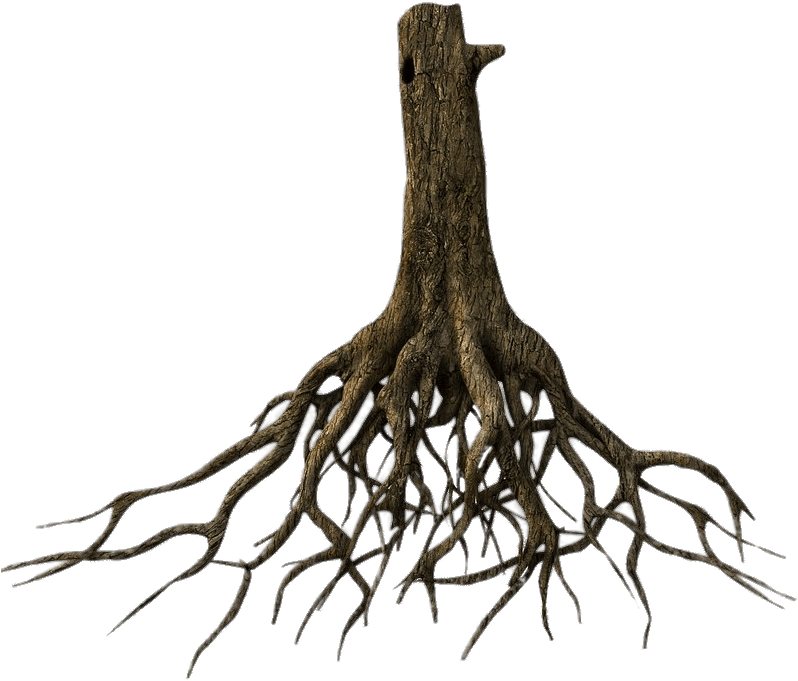 Download Nature Tree Root Png HD Transparent PNG