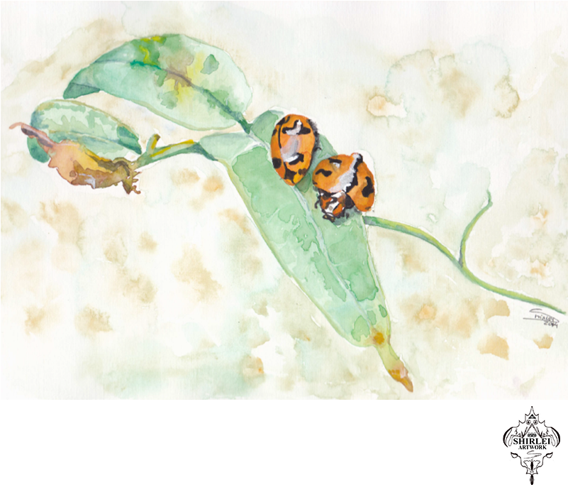 Lady Bug Watercolor, Illustration - Hornet (800x800), Png Download