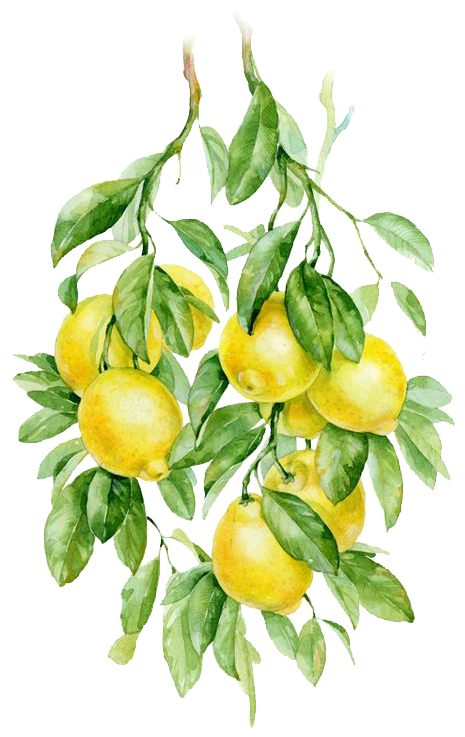 Watercolor Painting Fruit Auglis Botanical Illustration - 手 帐 贴纸 素材 (564x789), Png Download